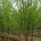 Betula nigra 'Cully'.png